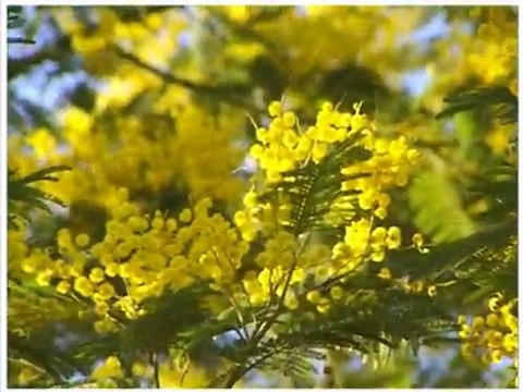 Vidéo Ile d'Oléron Tourisme, ( Marie )