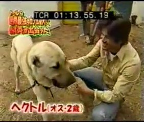 JAPON TV KANGAL BELGESELİ  3 (PANTER SOYU)