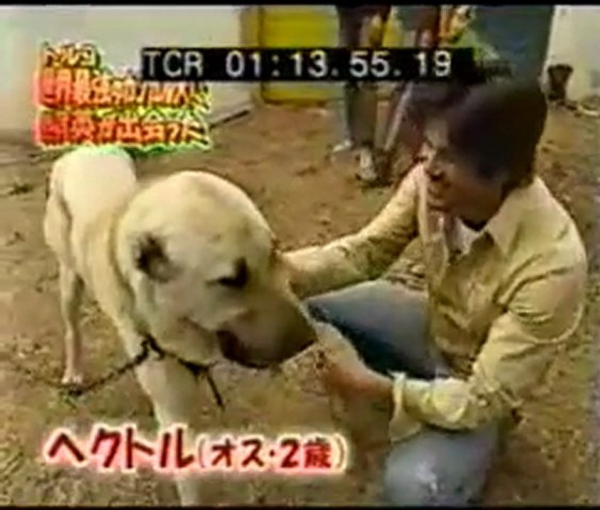 JAPON TV KANGAL BELGESELİ  3 (PANTER SOYU)