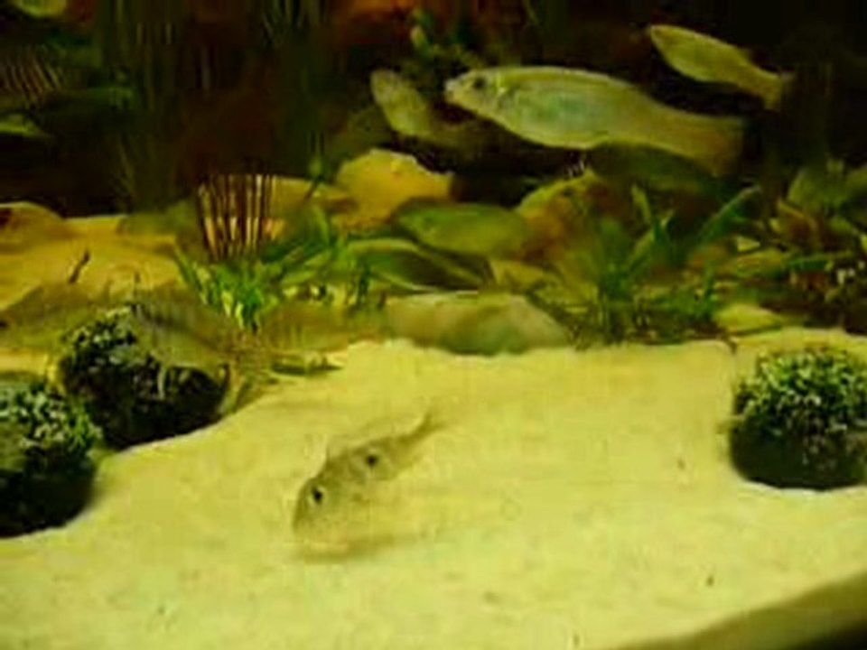 bac amazonien de 900 litres du club Aquariophile de Brest