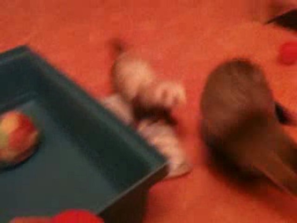 le fou des balles mimi