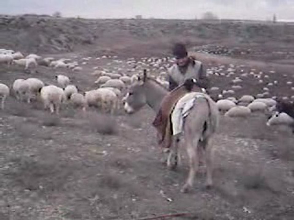 kelepce
