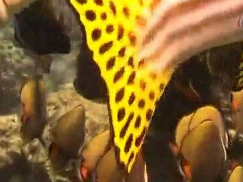 Vidéo de plongée sous-marine