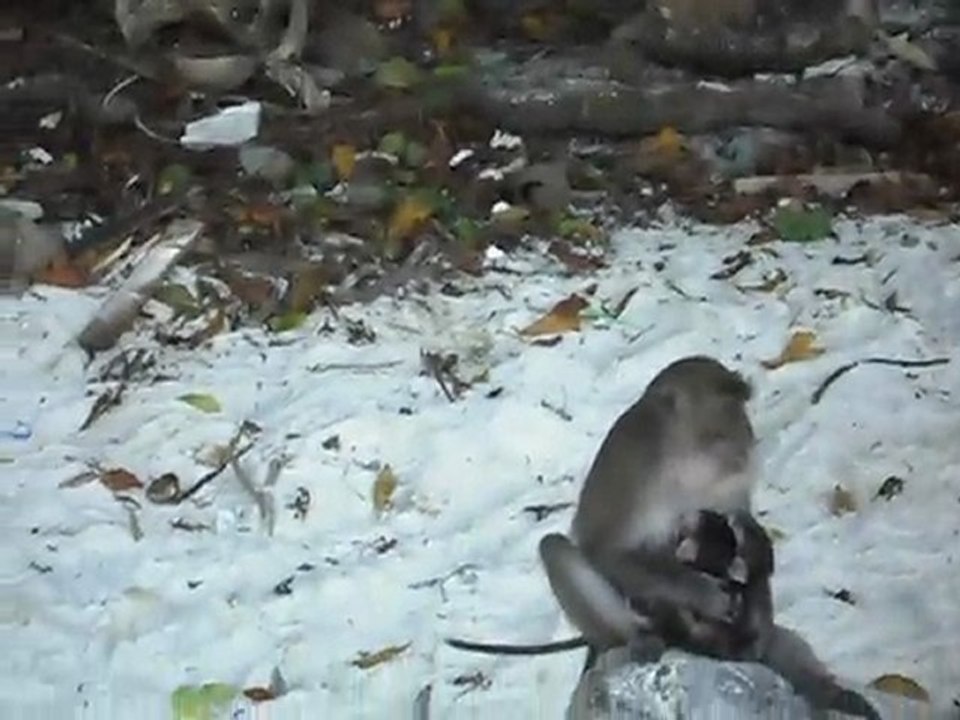 Monkey Beach