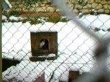 SPA de poitiers - Refuge sous la neige