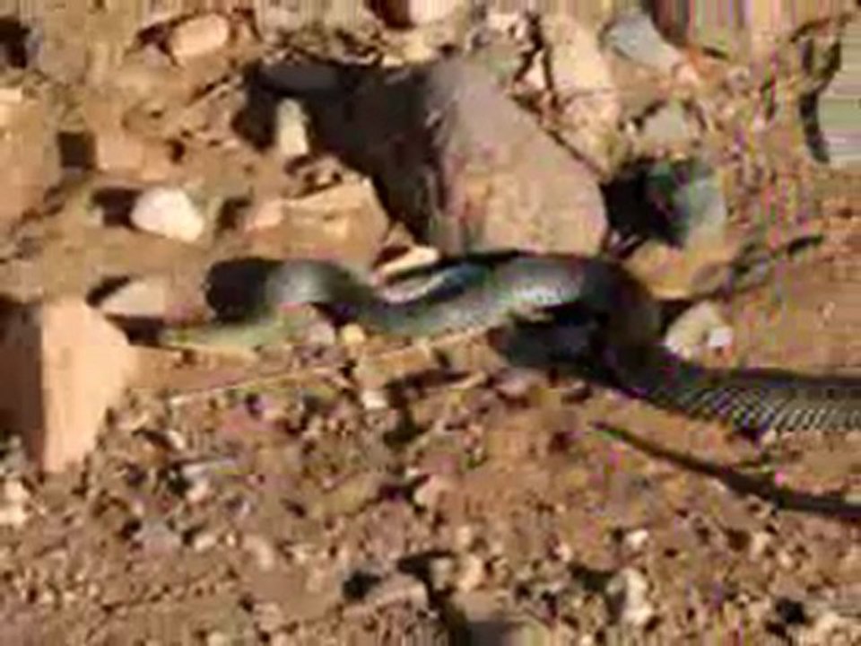 ayjdig omlil ifkyak rebi lkass