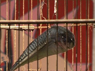 TULLE EXPOSITION SUPER FLYIN GALERIE A L'AIMAD