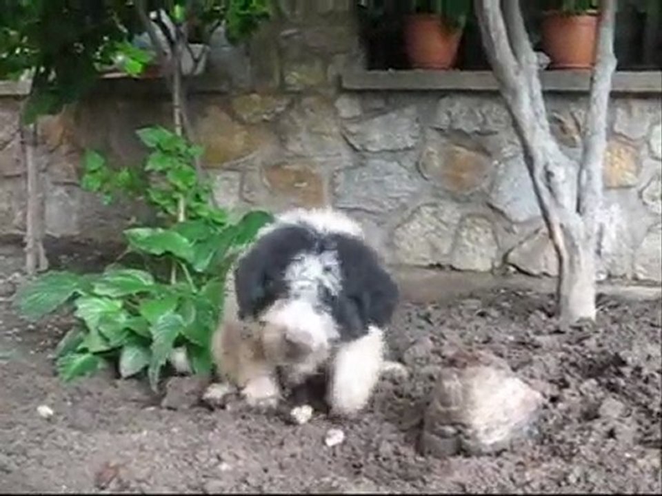 Romanian Mioritic Shepherd Dog/ Ciobanesc Romanesc Mioritic