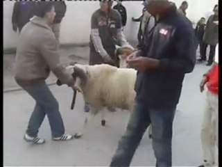 combat mouton 3id 2007 fi el 7ouma(soumranne)