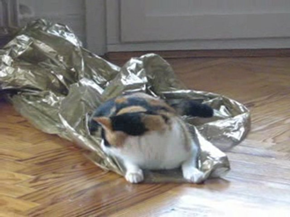 Chat qui joue avec le sapin de noël