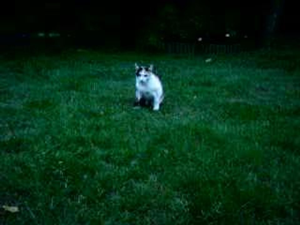 Mes chats