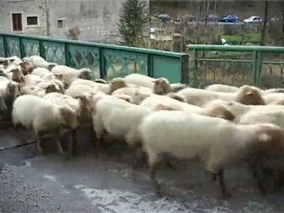 montée des moutons