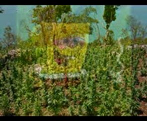 Smoke Weed an Frass