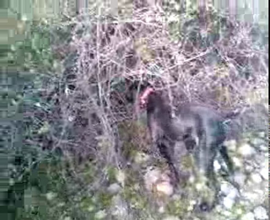 Kurzhaar Çulluk ferma aport