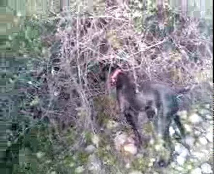 Kurzhaar Çulluk ferma aport