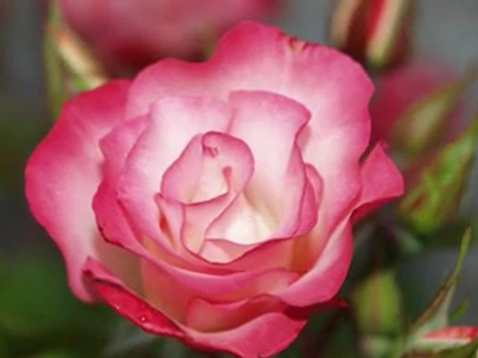 fleurs
