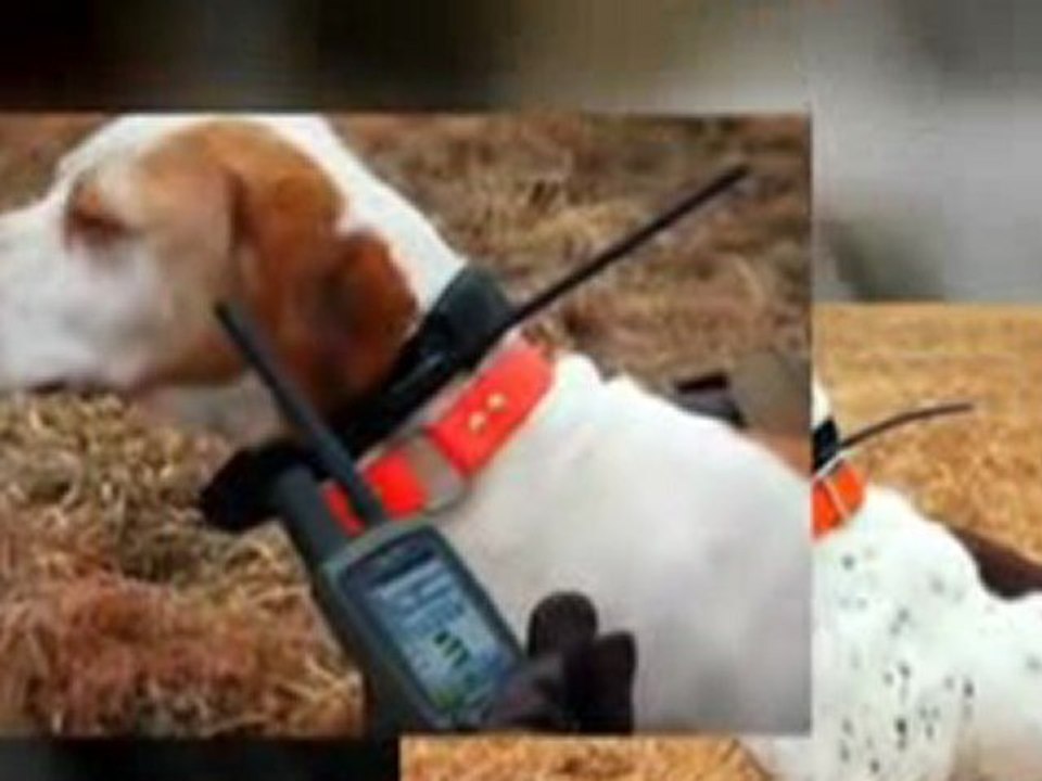 pet gps