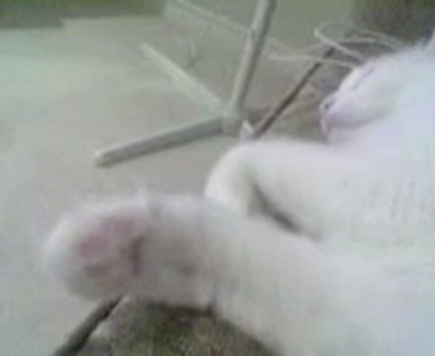 mimi sleeping twitch_small