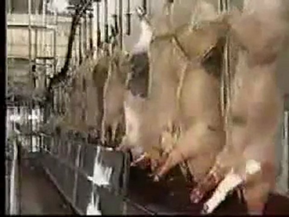 An Incovenient Truth How to make delicious meat food 2 2
