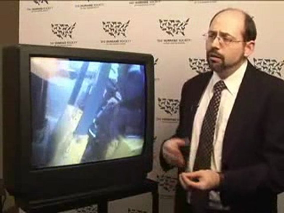 Slaughterhouse Investigation: Cruel and Unhealthy Practices