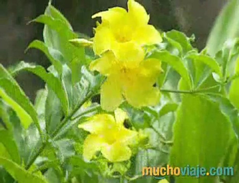 VICTORIA (SEYCHELLES)   MUCHOVIAJE