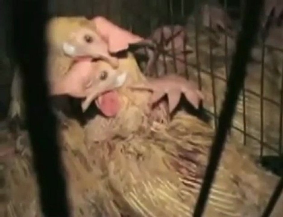 Do you love meat: Think twice,  here is the truth !!