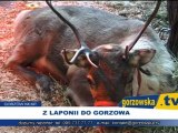 Z LAPONII DO GORZOWA