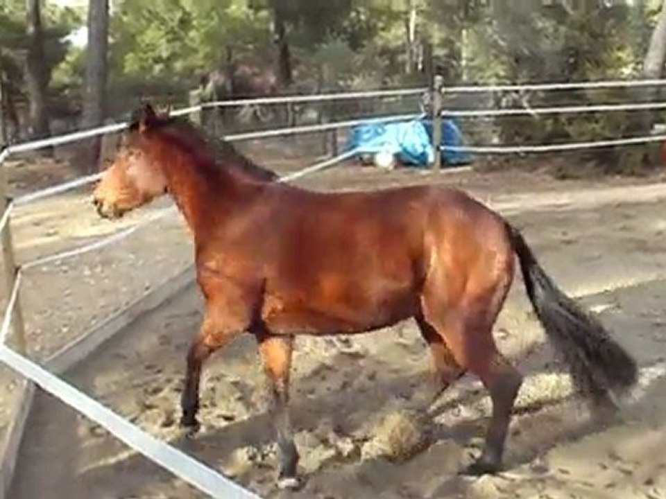 Sultane dans le rond de longe