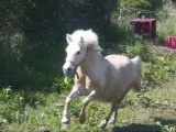 Printemps 2009 avec les chevaux :)