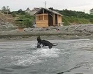 kopoylara yüzme eğitimi.