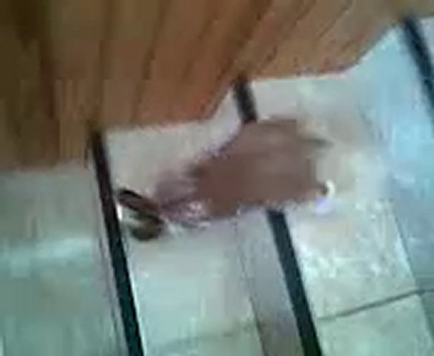 Vidéo008