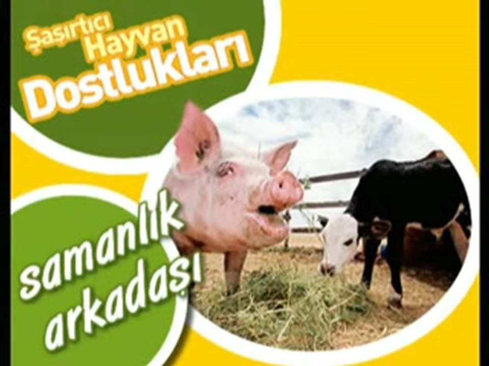 Halimeyi Samanlıkta Bastılar Balkanlıyız Balkancıyız