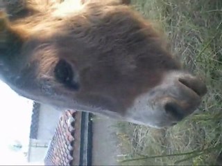 Agathe chez les Brondino