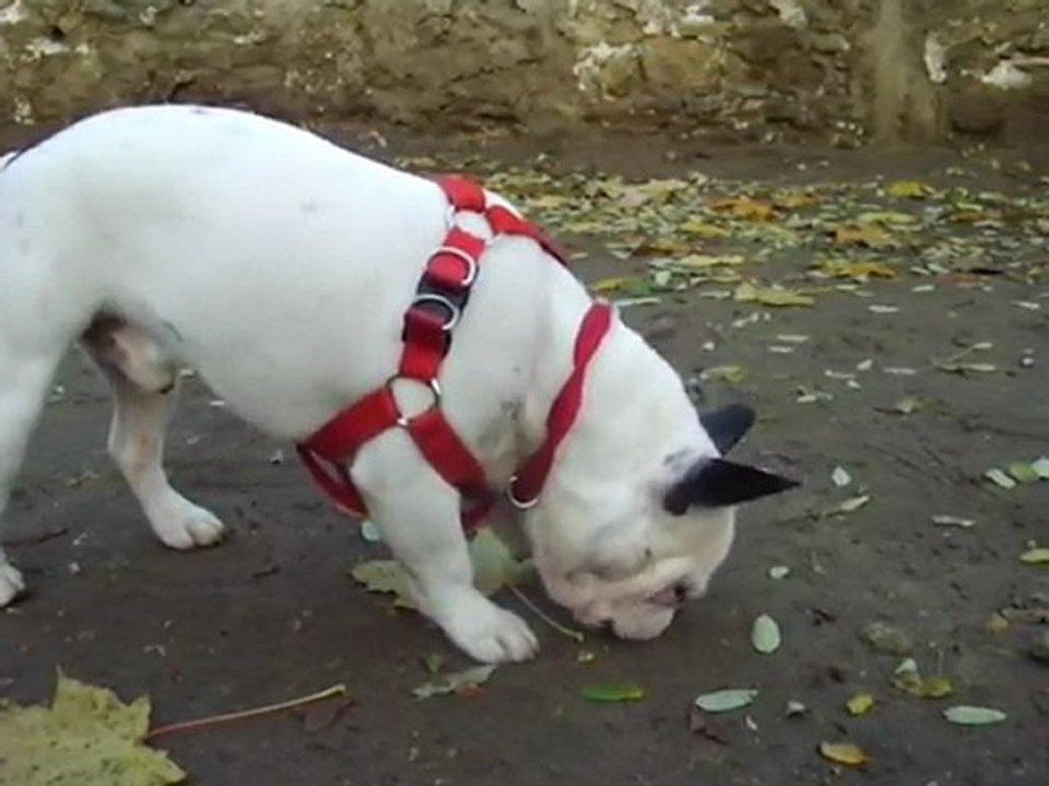 Siam bouledogue français qui mange des feuilles
