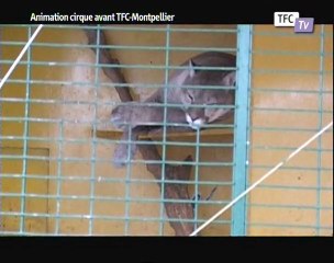 Animation cirque avant TFC- Montpellier