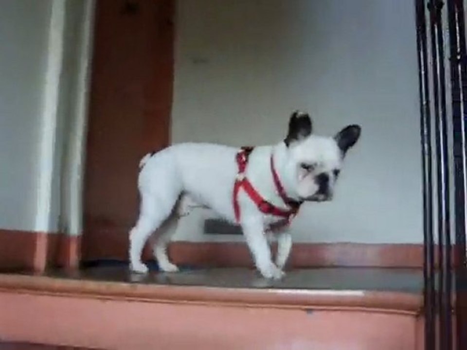 Siam bouledogue français monte les escaliers