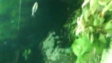 Mon aquarium mes tetra mon scalire mes ancitrus...