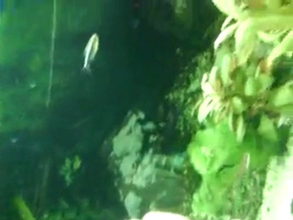 Mon aquarium mes tetra mon scalire mes ancitrus...