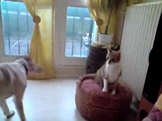 La vie de mes animaux 1