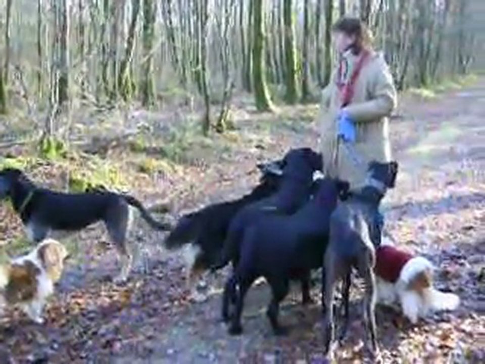 En foret