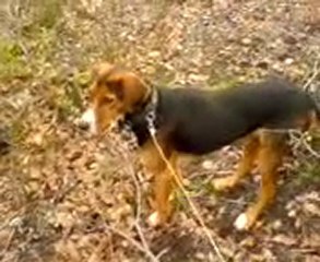 stranjada domuz avı