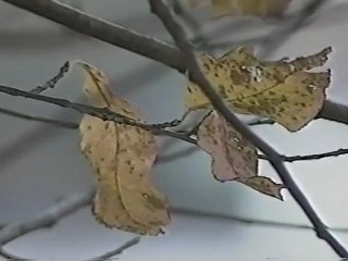 cycle de la vie partie 1