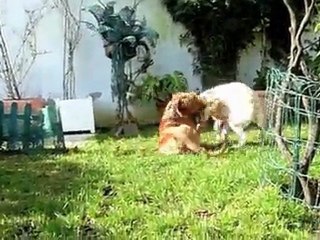 Rhodesian Ridgeback and Labrador Puppy - Dog Dance