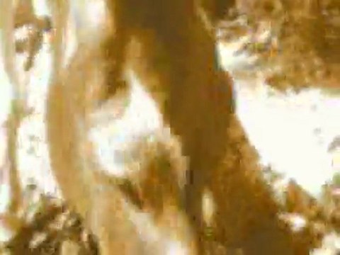 tarea taller video: Mitos y leyendas de la Ciénaga Barahona