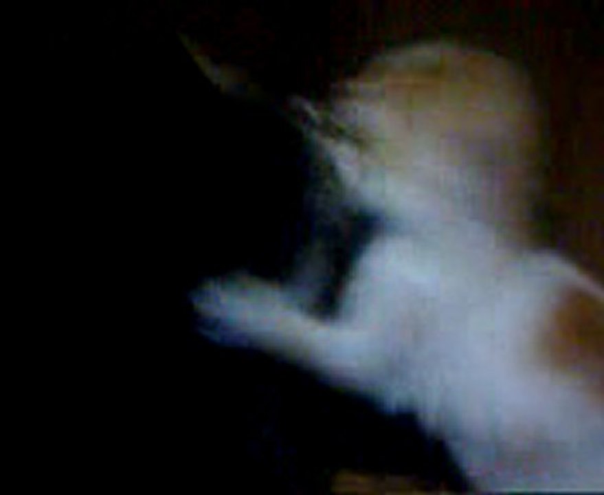 the cats
