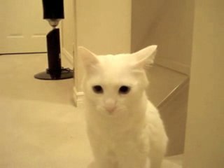 Mimi playing hide and seek