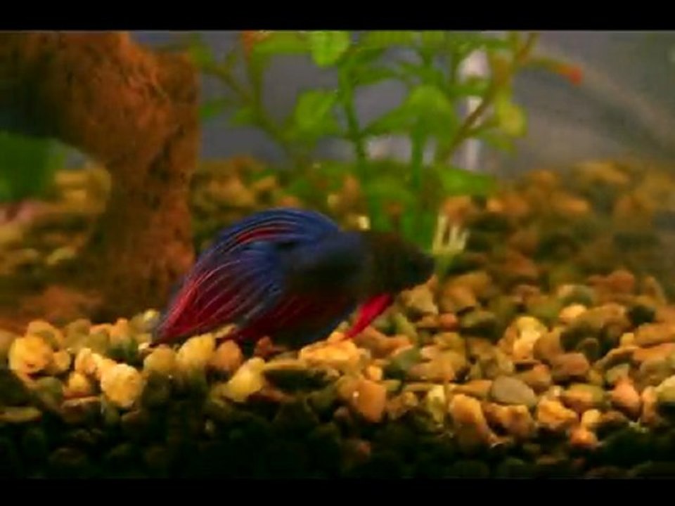 iMac Aquarium slideshow