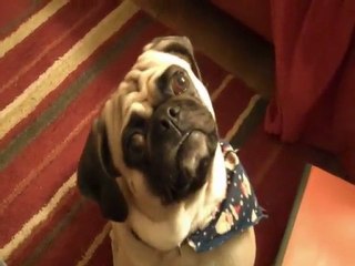 TuffGuy, Walks, Tunes, and the Head Tilt!