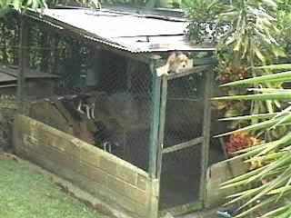 Un chien roi de l'évasion