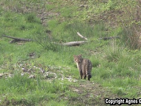 chat forestier renard martre putois(Animaux, Faune sauvage)